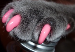 Колпачки на когти, или антицарапки 