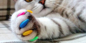 Разноцветные антицарапки