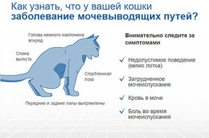 Мочекаменная болезнь-как лечить
