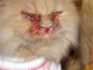 Кальцивироз у кошек: признаки, лечение и профилактика