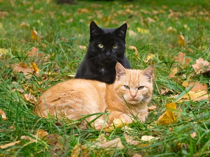 Запор у кота и котёнка: причины, симптомы и что делать