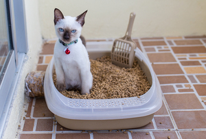 Антигадин для кошек своими руками: рецепт спрея и отзывы