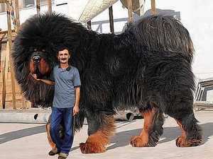 Самые крупные породы собак