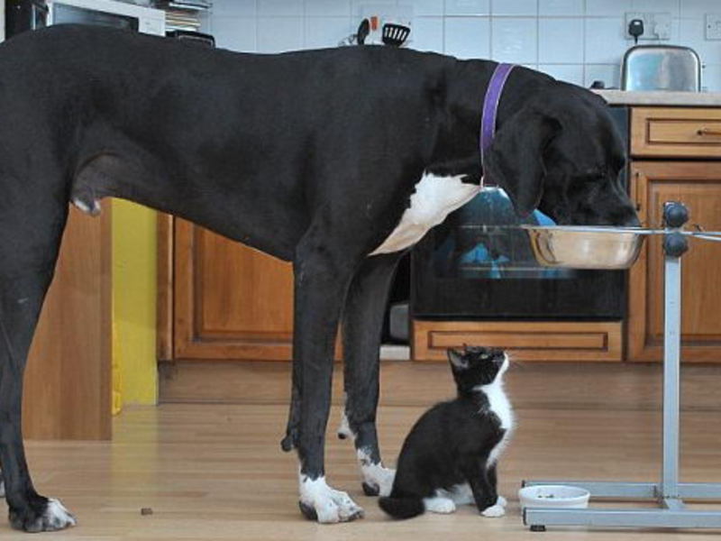 Все породы собак Породы больших собак