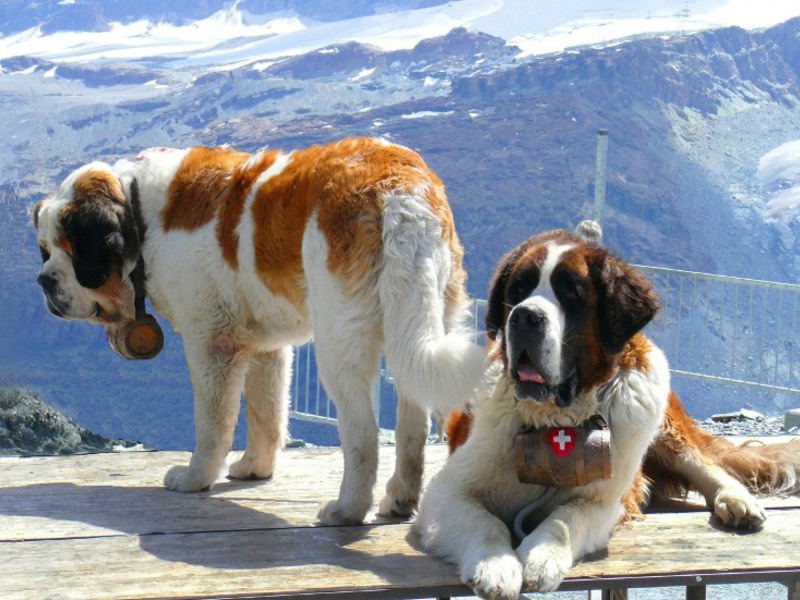 Самые крупные собаки Самые крупные породы собак в мире