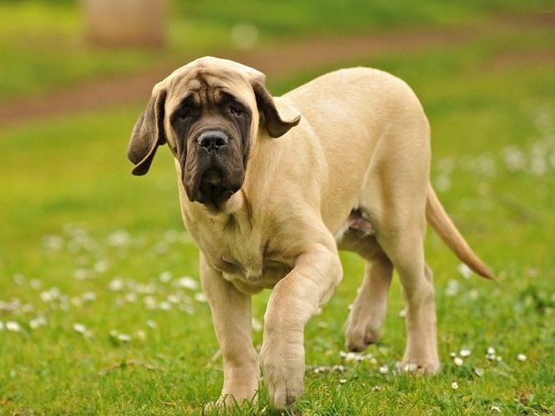 Крупные собаки Рацион собаки