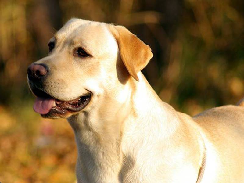 Особенность крупных собак Гигантская собака