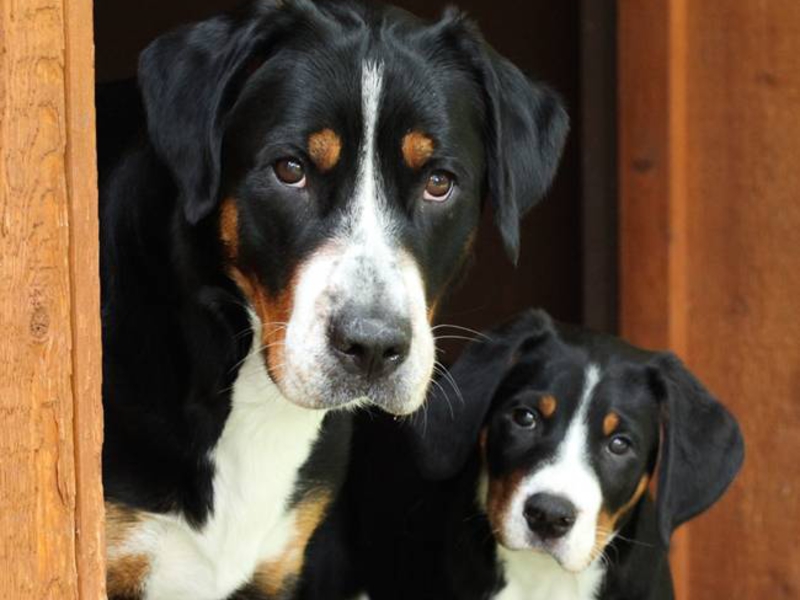 Характеристика крупных собак Самые крупные собаки в мире