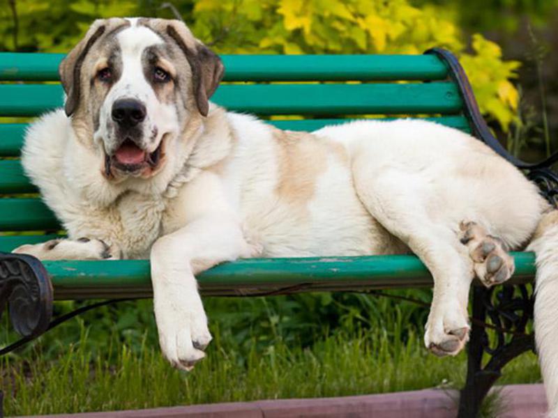 Все породы собак Рацион собаки