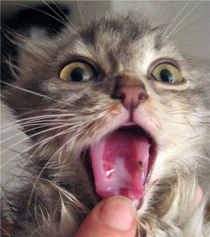 Язвы во рту при кальцивирозе