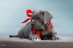 Кане Корсо: уход, воспитание щенка и особенности породы