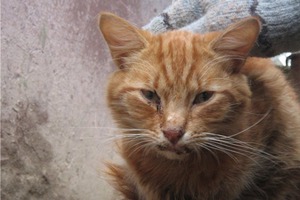 Как диагностируется кальцивироз