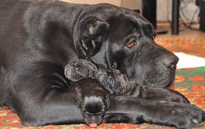 Содержание и воспитание щенков Кане корса