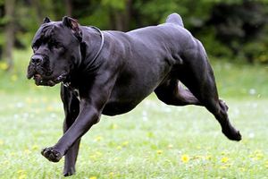 Содержание щенков Кане корса