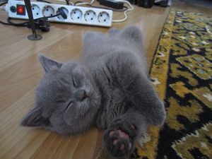 Чем кормят котенка в два месяца