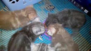 Питание котят