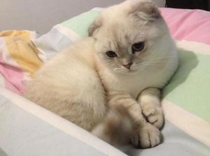 Натуральное или сухое питание