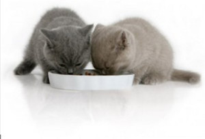 Чем кормить 2-месячного котёнка: рацион и советы по питанию