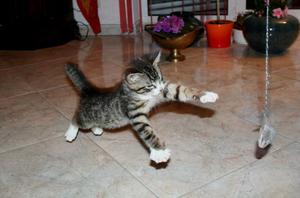 Как кормить котят в два месяца