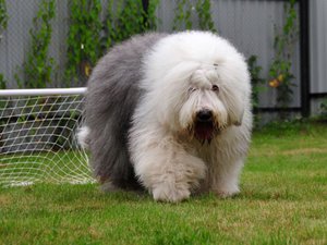 Староанглийская овчарка бобтейл: описание породы и фото