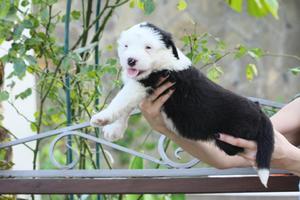 Собака породы бобтейл