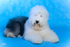 Собака породы Бобтейл 