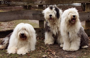 Чудесная собака-бобтейл