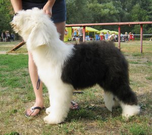 Чудесная собака, мягкое, пушистое существо