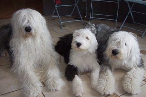 Английские псы-бобтейл