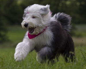 Такой собакой можно гордиться при правильном воспитании и уходе