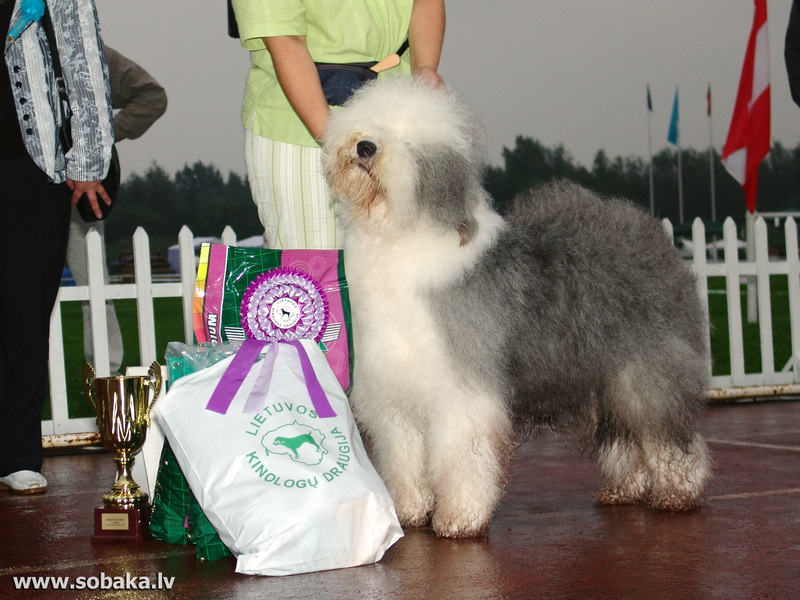 Собака бобтейл: щенокстароанглийской овчарки 