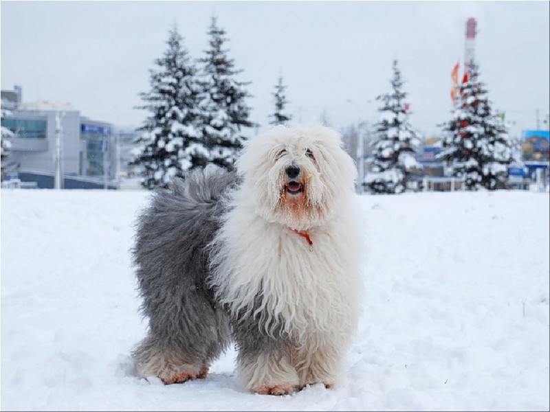 Собакчки бобтейл-красота