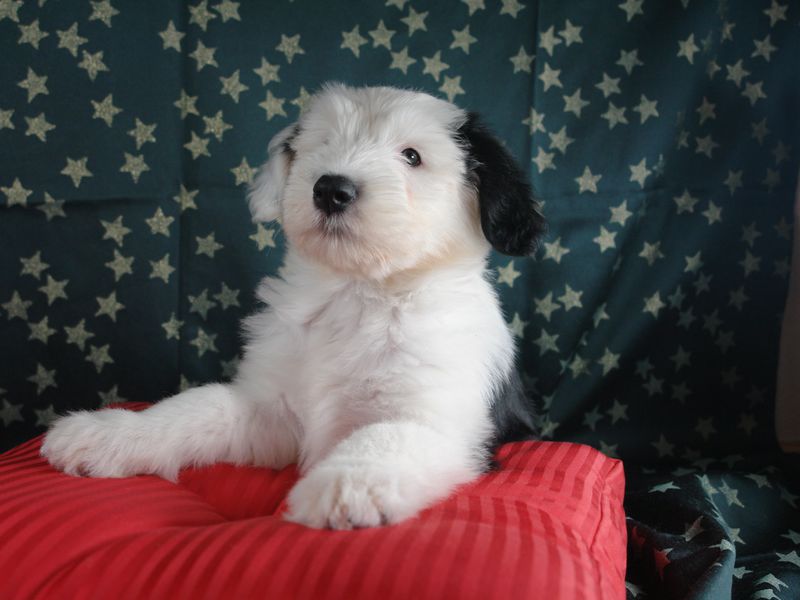 Бобтейл - большая и добрая собака