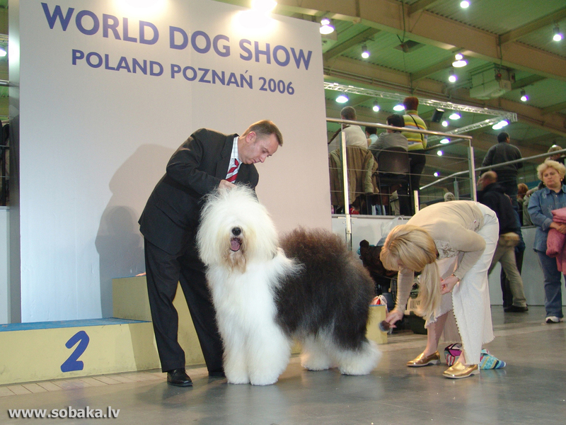 Бобтейл - гордость хозяина