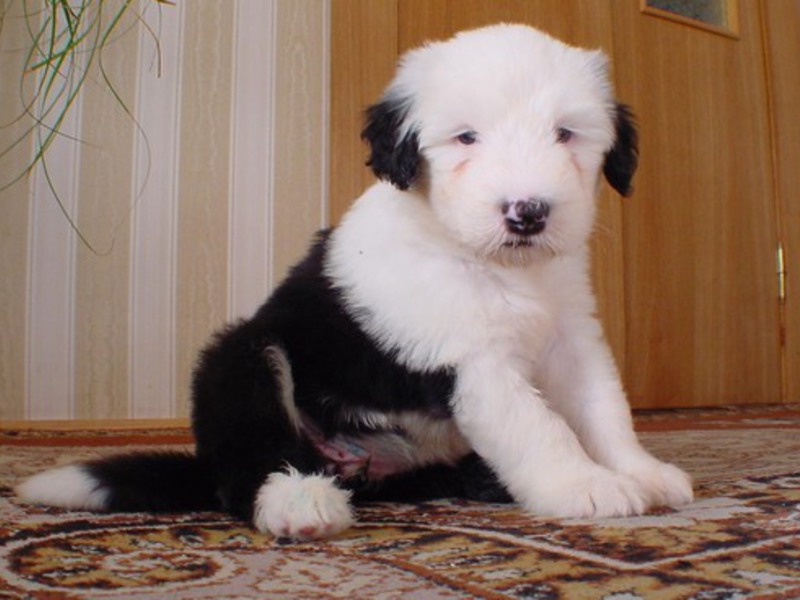 Бобтейл -наилучшая порода