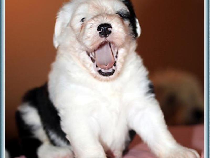 Щенки бобтейла (староанглийской овчарки)