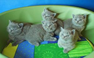 Длинношерстная британская кошка