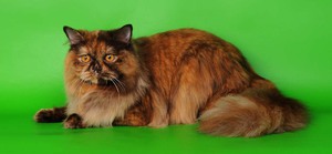 Британские длинношёрстные кошки имеют один стандарт породы