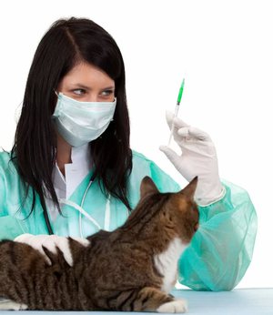 Прививки от бешенства и микроспории котенку