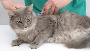 Проведение первой прививки животному