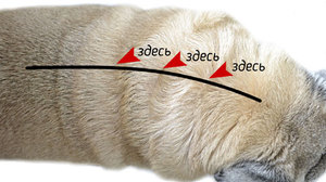Как правильно наносить капли от блох