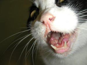 Виды заболевания