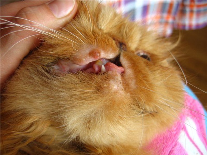 Признаки заболевания Как лечить болезни кошкам