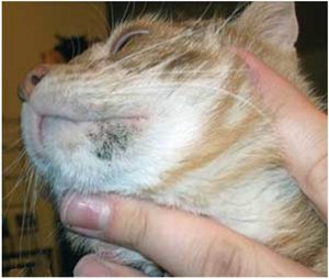 Лечение акне у кошек