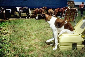 Как приучить собаку ходить в собачий туалет