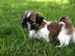 Щенок на траве 