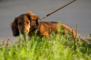 Приучение взрослой собаки к туалету на улице 