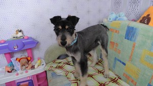 Взрослая собака дома