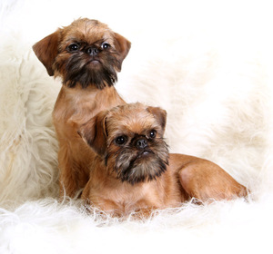 Брюссельский Гриффон Гриффон Брюссельский