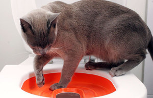 Как приучить кота ходить в унитаз: пошаговая инструкция